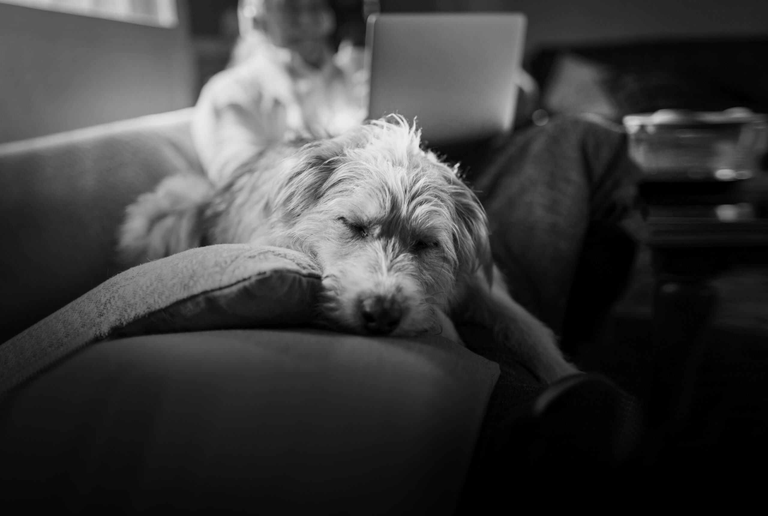 Close up of a senior man using his laptop on the couch with his dog